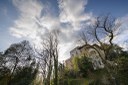 Parco Castello di Torre_alberi