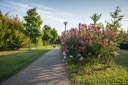 Parco Cimolai_viale fiorito