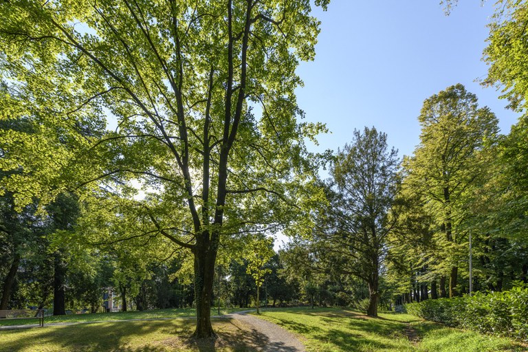 Parco Querini_alberi