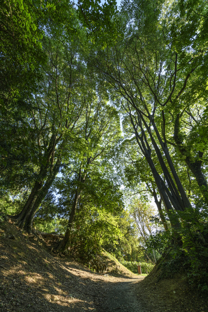 Parco Querini_vegetazione