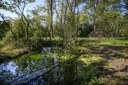 Parco di Torre_vegetazione acquatica
